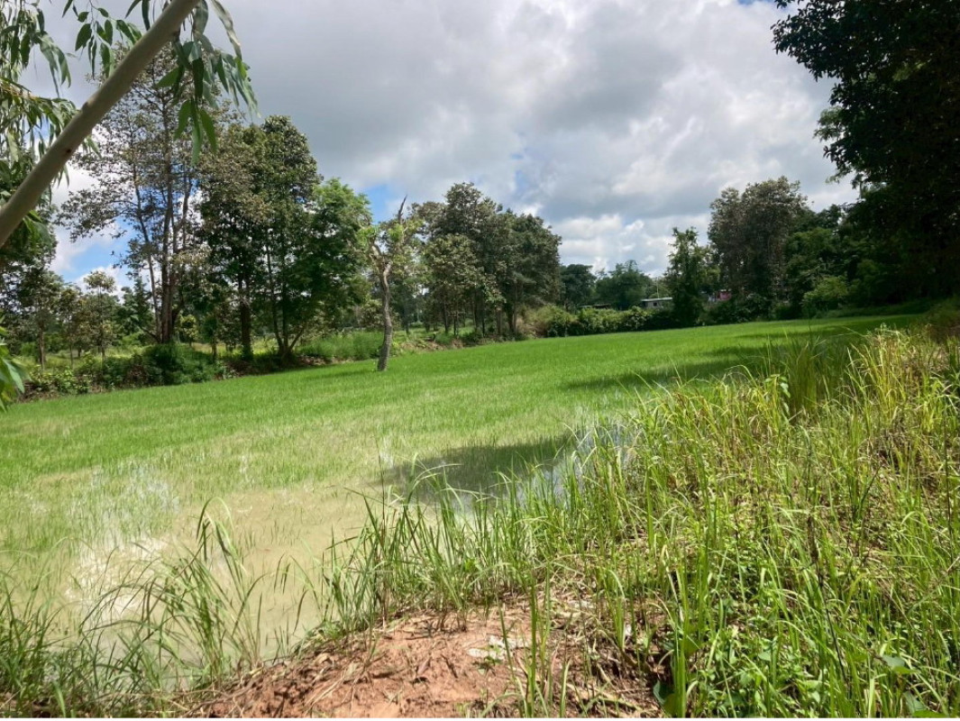 ที่ดินเปล่า มหาสารคาม นาเชือก หนองกุง 115000