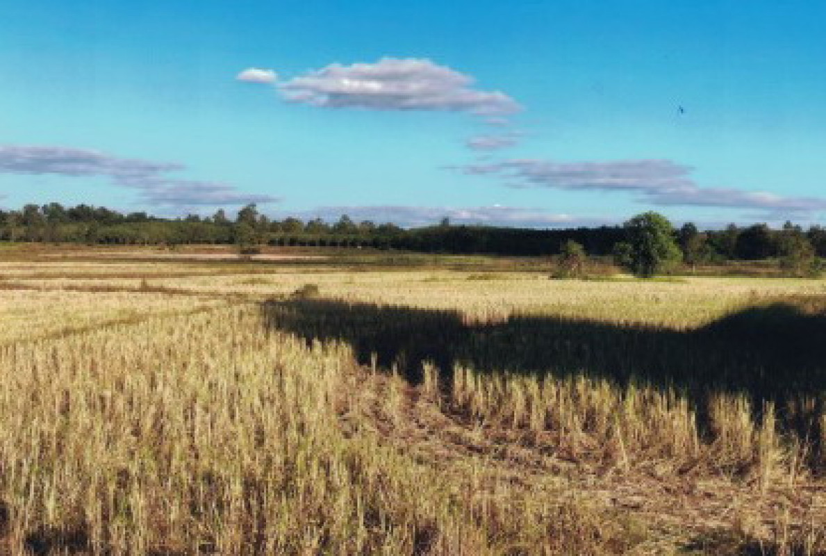 ที่ดินเปล่า กาฬสินธุ์ กุฉินารายณ์ นาโก 207000