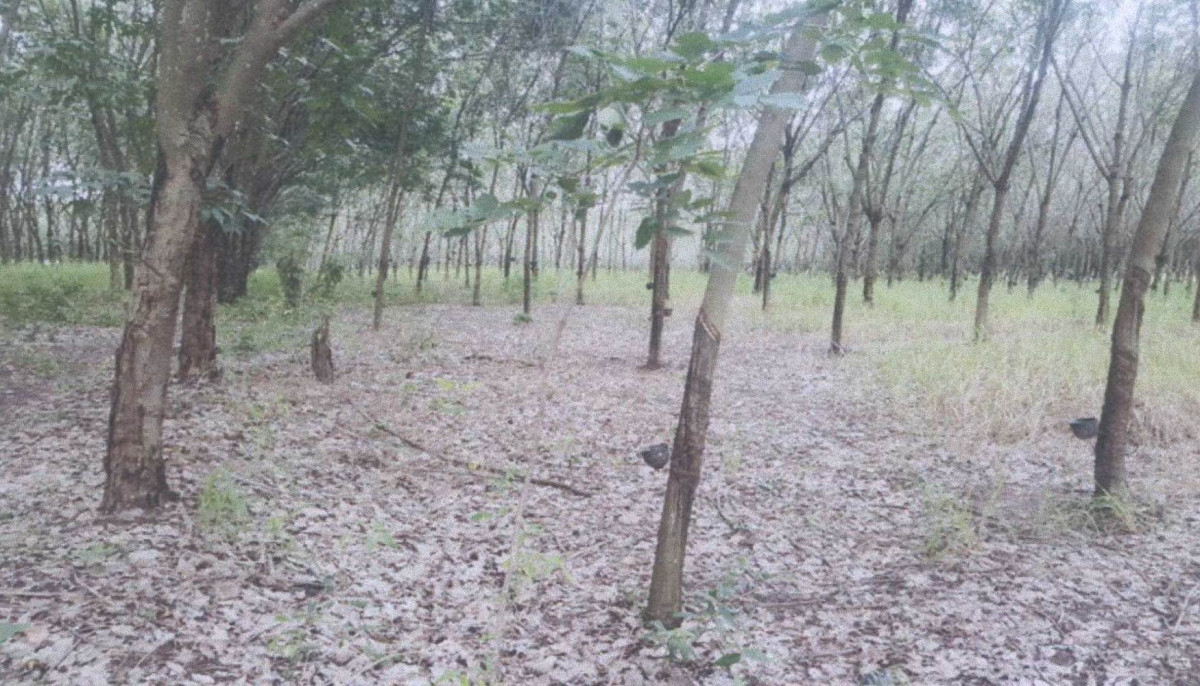 ที่ดินเปล่า กาฬสินธุ์ นาคู ภูแล่นช้าง 1770545