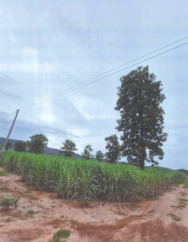 ที่ดินเปล่า ขอนแก่น บ้านฝาง ป่ามะนาว 358930