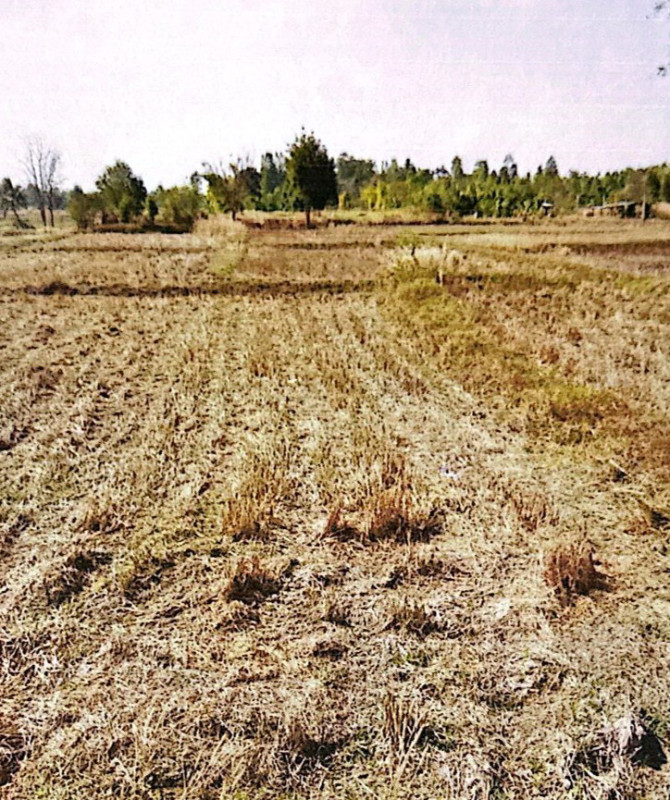 ที่ดินเปล่า ขอนแก่น บ้านฝาง หนองบัว 739200