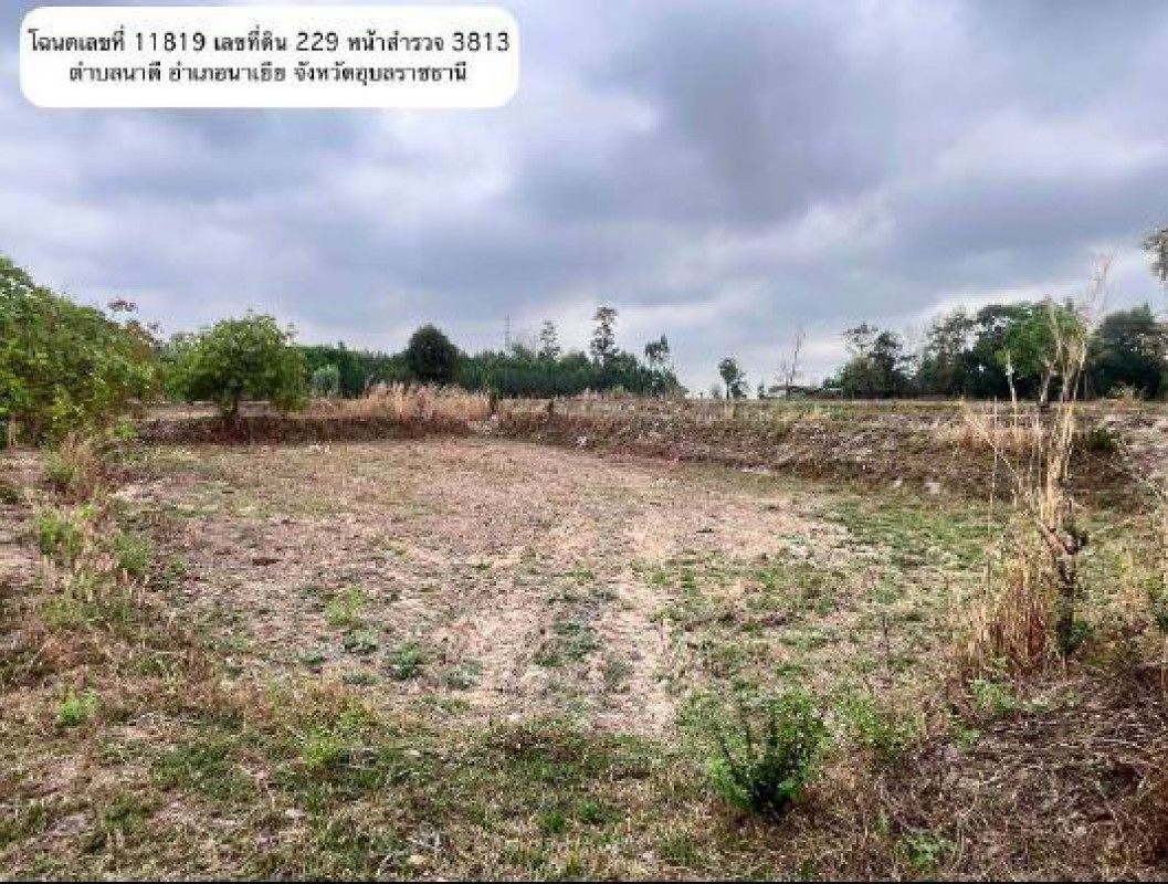ที่ดินเปล่า อุบลราชธานี นาเยีย นาดี 50000
