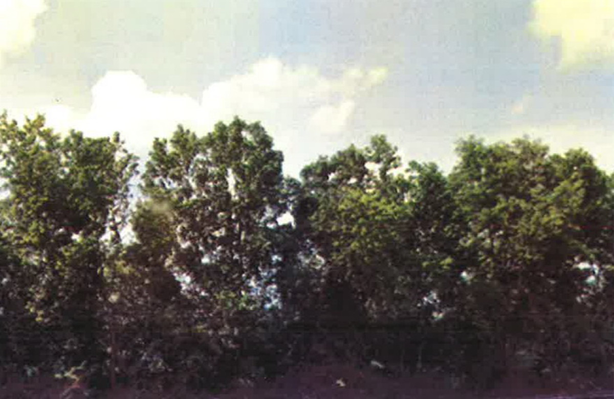 ที่ดินเปล่า นครนายก องครักษ์ บึงศาล 300000