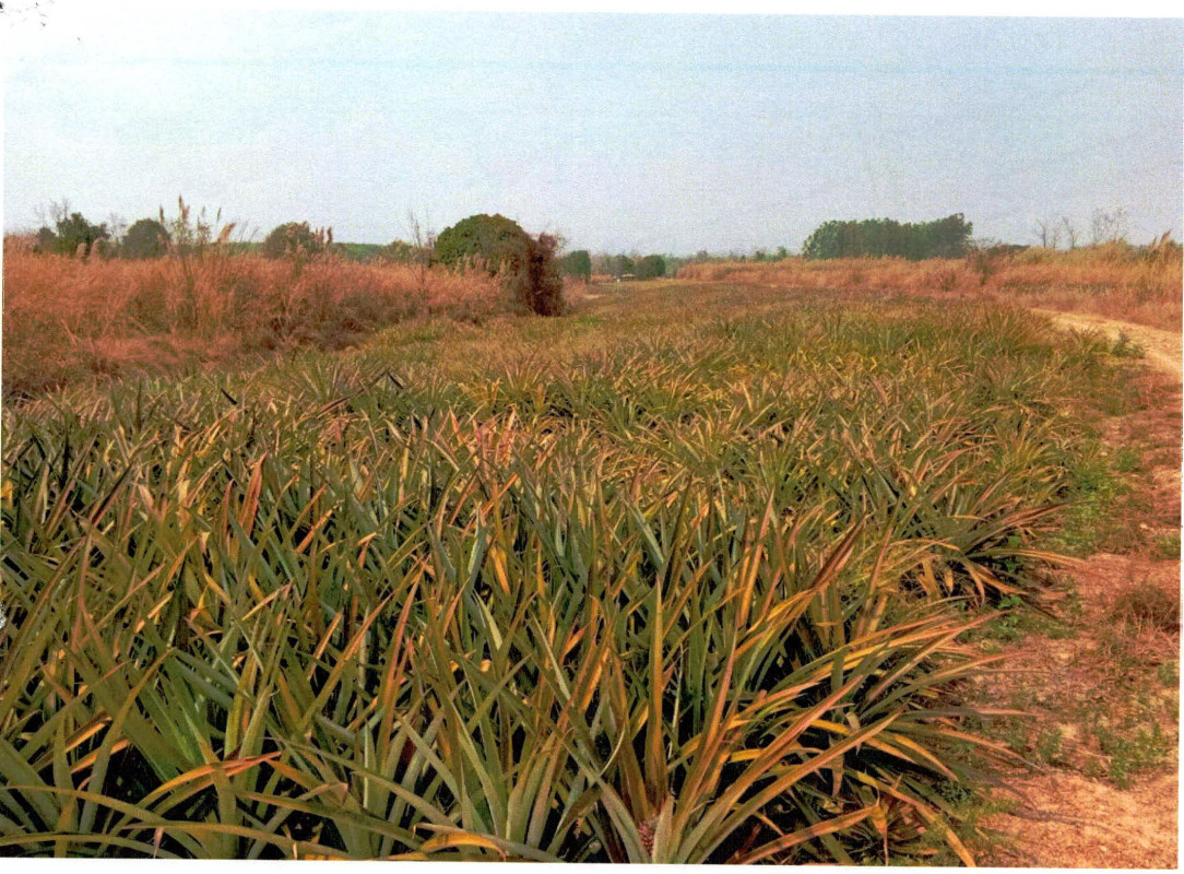 ที่ดินเปล่า ลำปาง เมืองลำปาง บ้านเสด็จ 601815