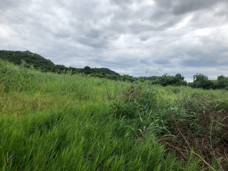 ที่ดินเปล่า นครราชสีมา ปากช่อง พญาเย็น 234300000