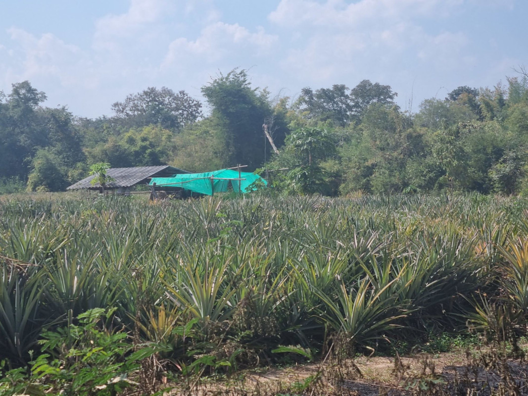 ที่ดินเปล่า ลำปาง เมืองลำปาง พิชัย 3990000