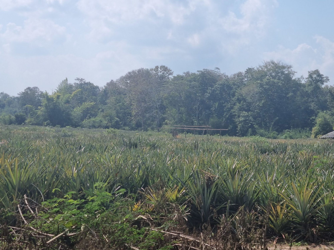 ที่ดินเปล่า ลำปาง เมืองลำปาง พิชัย 3990000