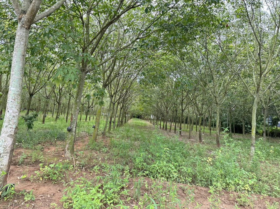 ที่ดินเปล่า นครราชสีมา เสิงสาง เสิงสาง 90000000