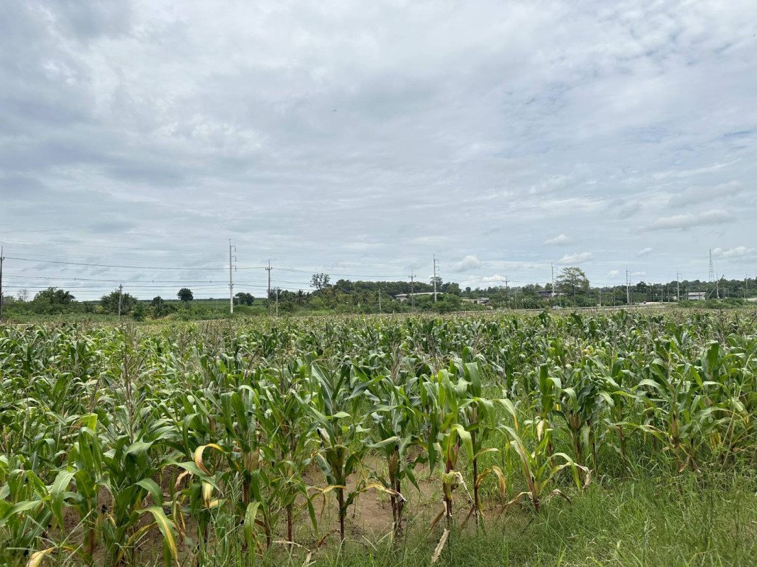 ที่ดินเปล่า นครราชสีมา เสิงสาง เสิงสาง 90000000