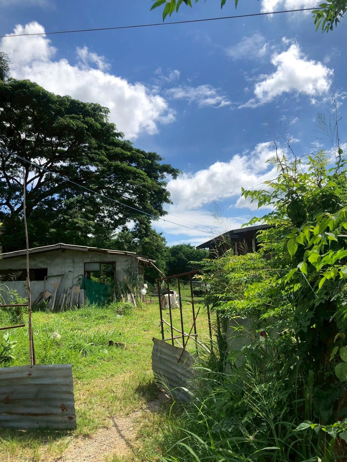 ที่ดินเปล่า นครราชสีมา ปากช่อง กลางดง 50400000