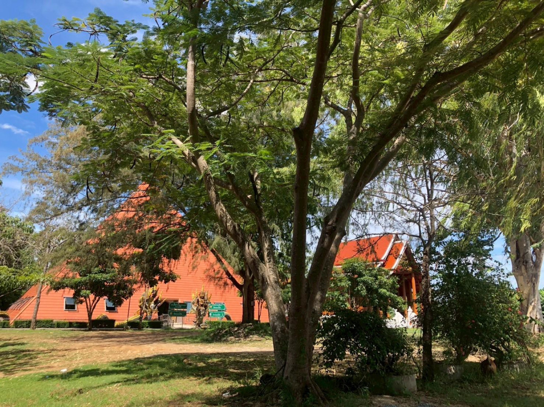 ที่ดินเปล่า นครราชสีมา ปากช่อง กลางดง 50400000