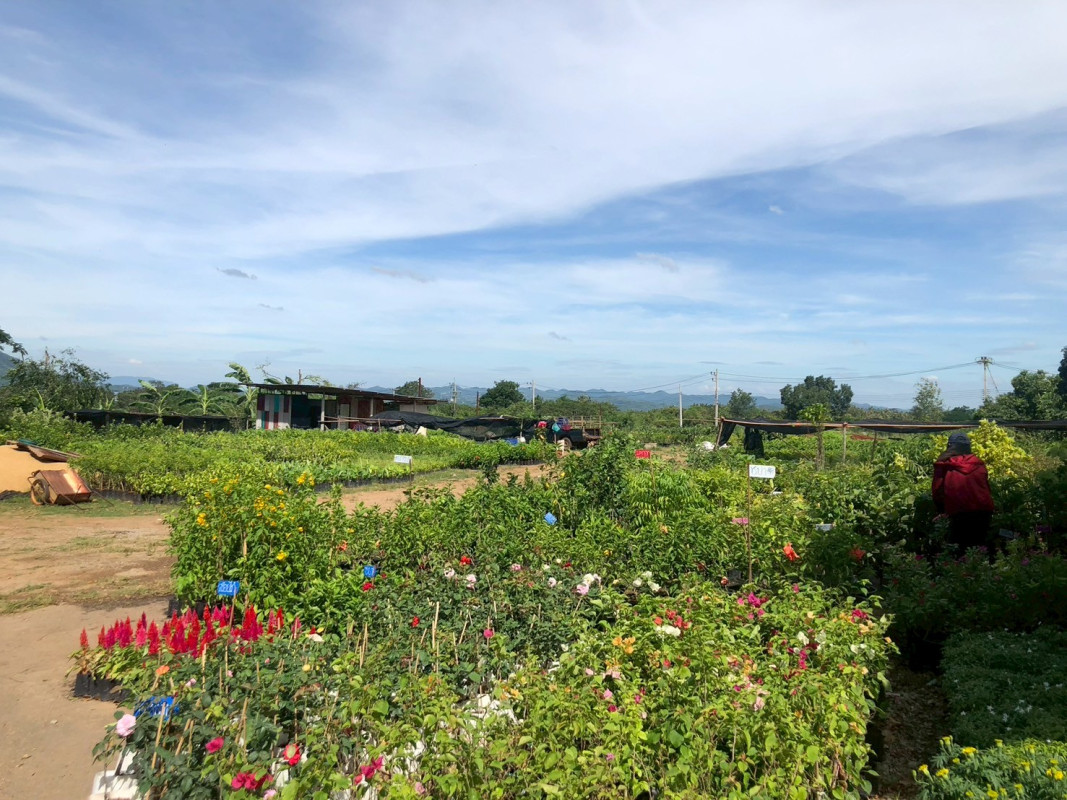 ที่ดินเปล่า นครราชสีมา ปากช่อง กลางดง 212400000