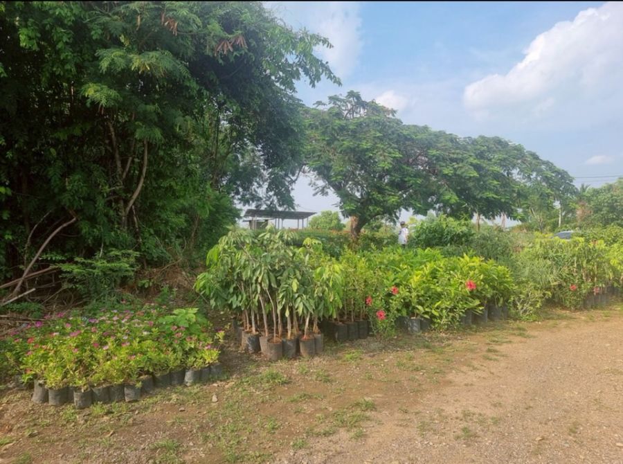 ที่ดินเปล่า นครราชสีมา ปากช่อง กลางดง 212400000