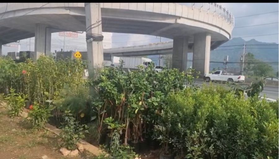 ที่ดินเปล่า นครราชสีมา ปากช่อง กลางดง 212400000