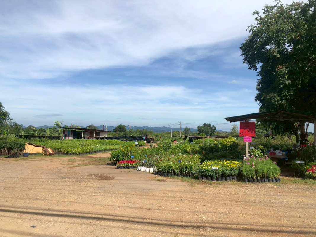 ที่ดินเปล่า นครราชสีมา ปากช่อง กลางดง 212400000