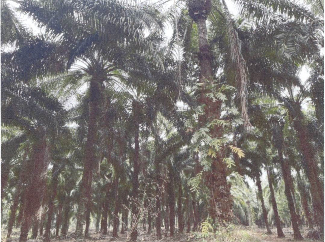 ที่ดินเปล่า กระบี่ ลำทับ ดินแดง 30000