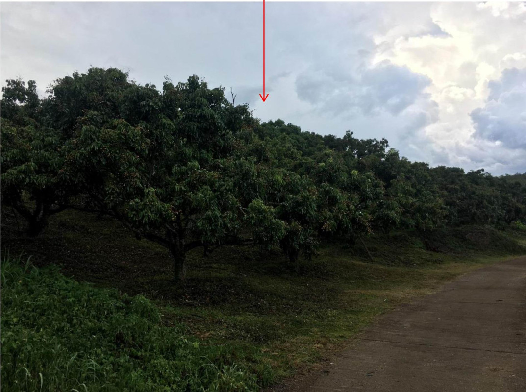 ที่ดินเปล่า ลำพูน ลี้ ป่าไผ่ 355250