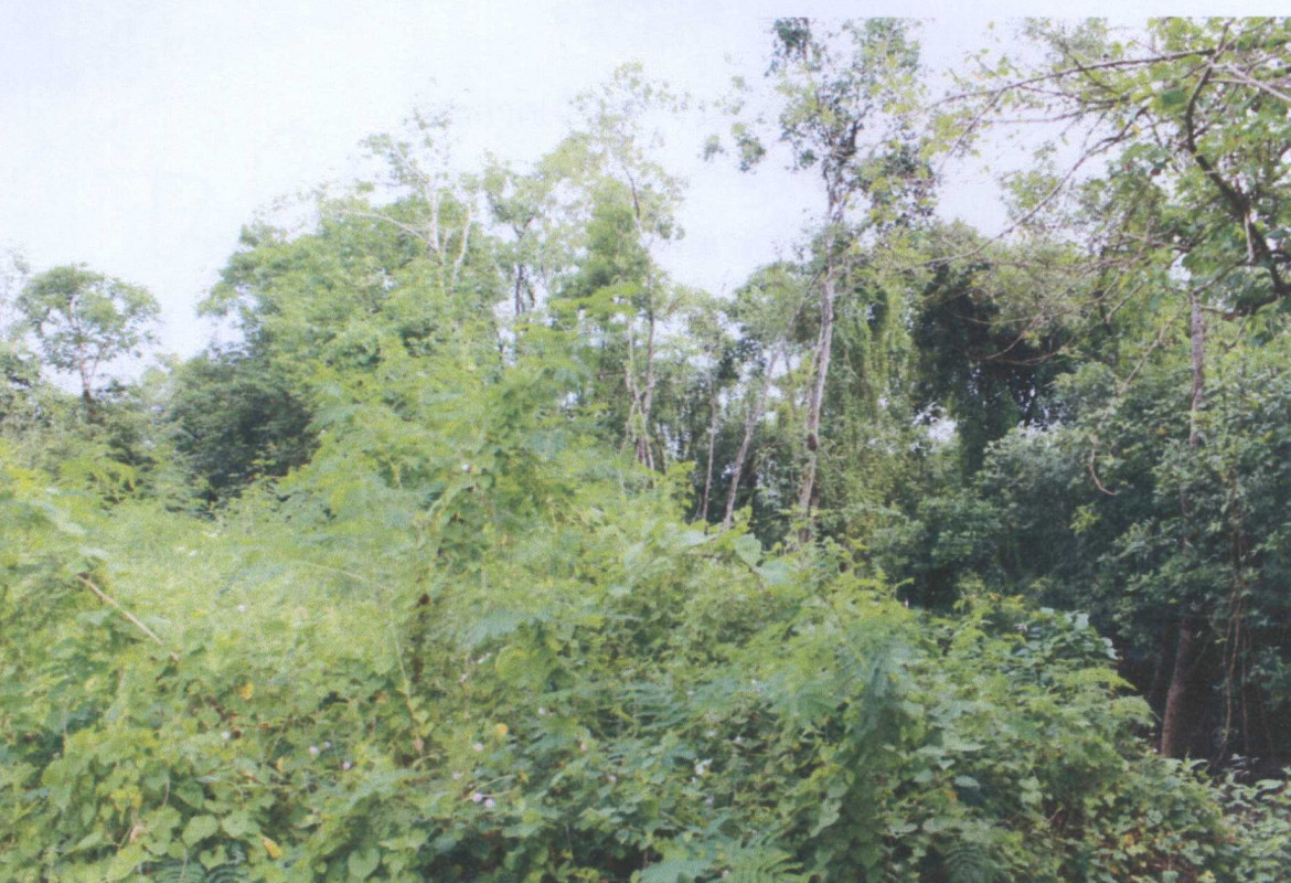 ที่ดินเปล่า สุราษฎร์ธานี กาญจนดิษฐ์ กะแดะ 160000