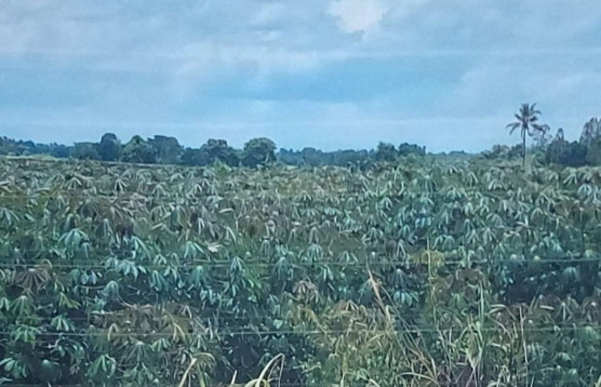 ที่ดินเปล่า อุดรธานี กุมภวาปี เวียงคำ 586250