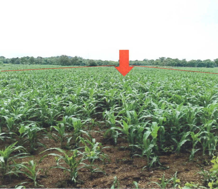 ที่ดินเปล่า แพร่ ลอง ต้าผามอก 86400