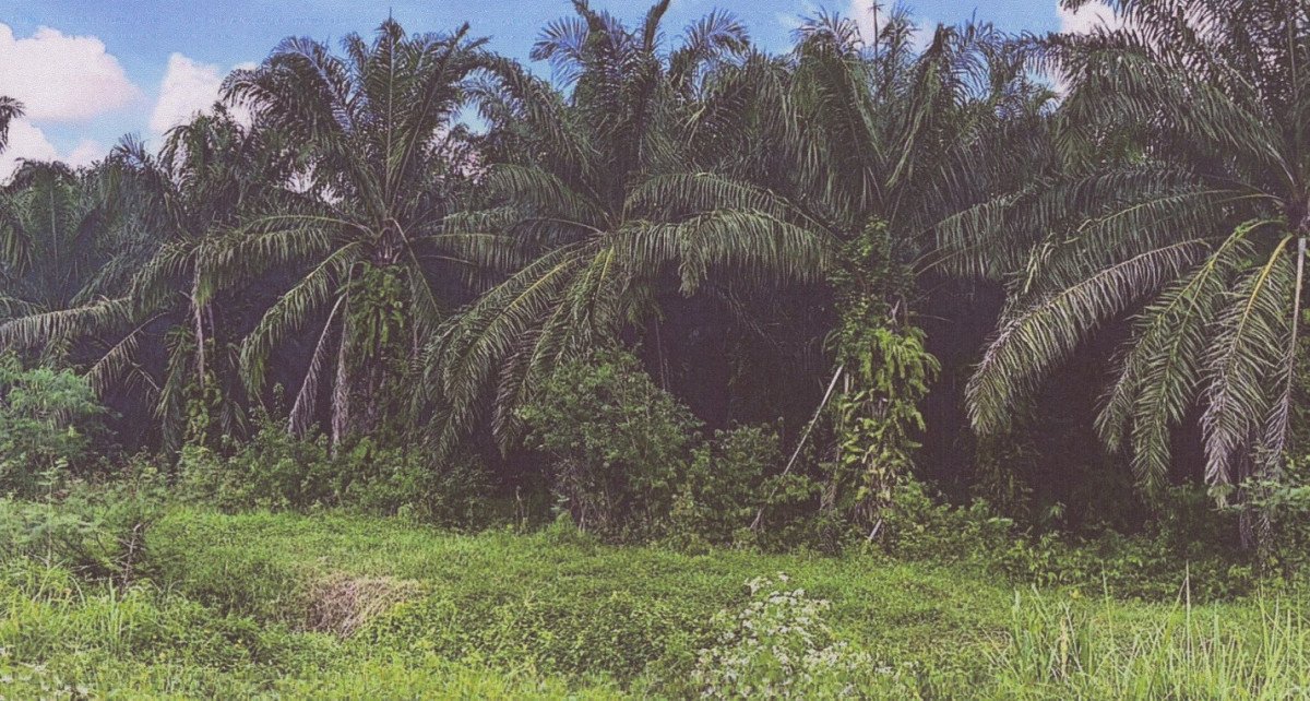 Residential land/lot Phangnga Thap Put Marui 1629900