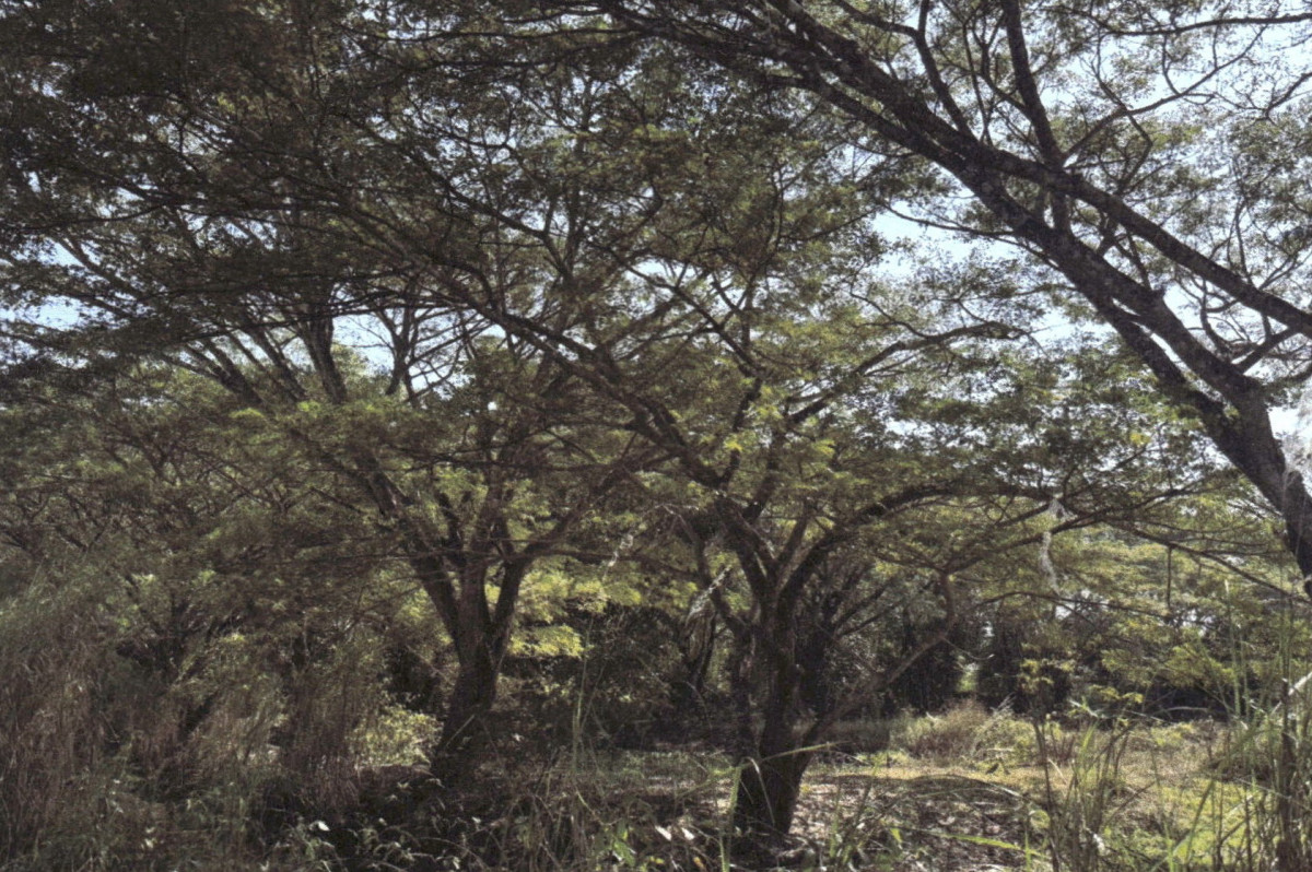 ที่ดินเปล่า เชียงราย พาน เจริญเมือง 1301504