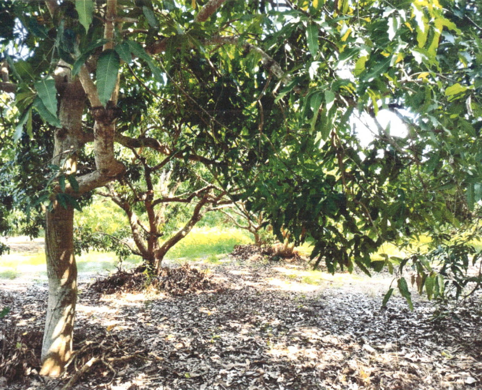 ที่ดินเปล่า ลำพูน บ้านโฮ่ง ศรีเตี้ย 156840