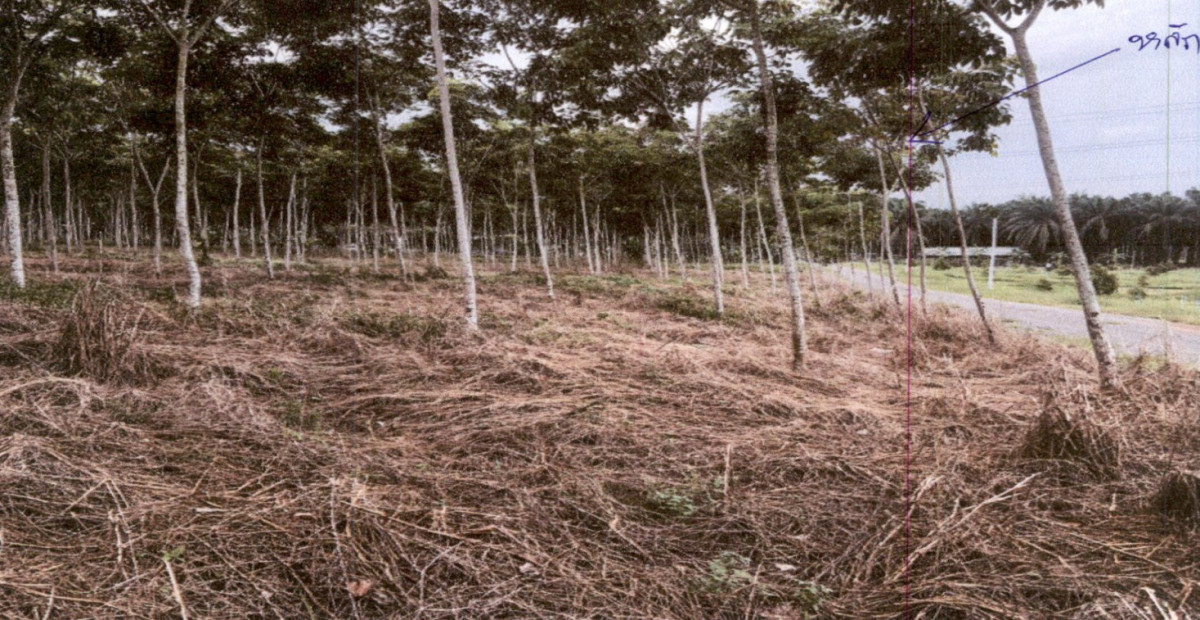 Residential land/lot Surat Thani Phunphin Khao Hua Khwai 891200