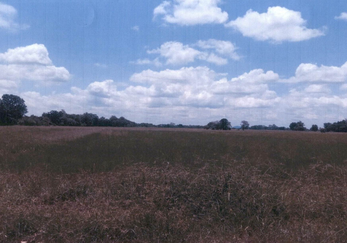 ที่ดินเปล่า เพชรบูรณ์ วิเชียรบุรี พุเตย 224640