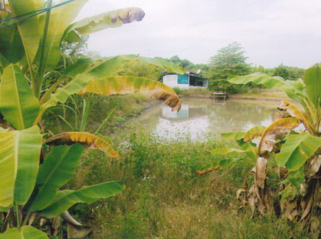 บ้านเดี่ยว เชียงใหม่ สารภี หนองแฝก 911580