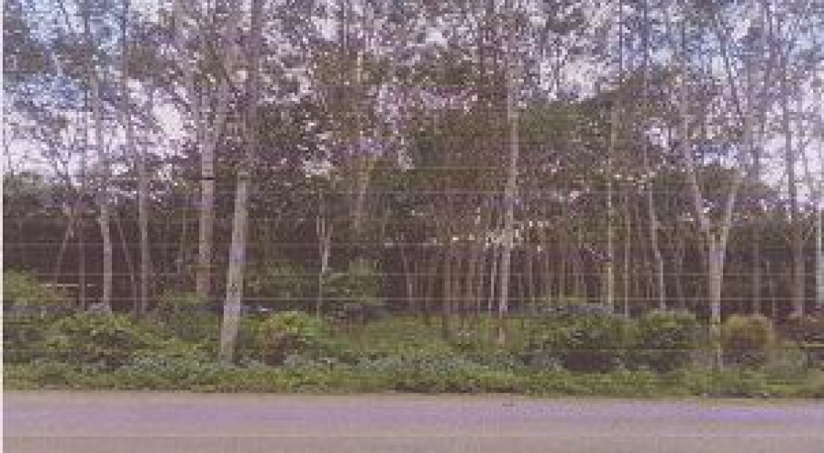 Residential land/lot Trang Na Yong Na Khao Sia 587700