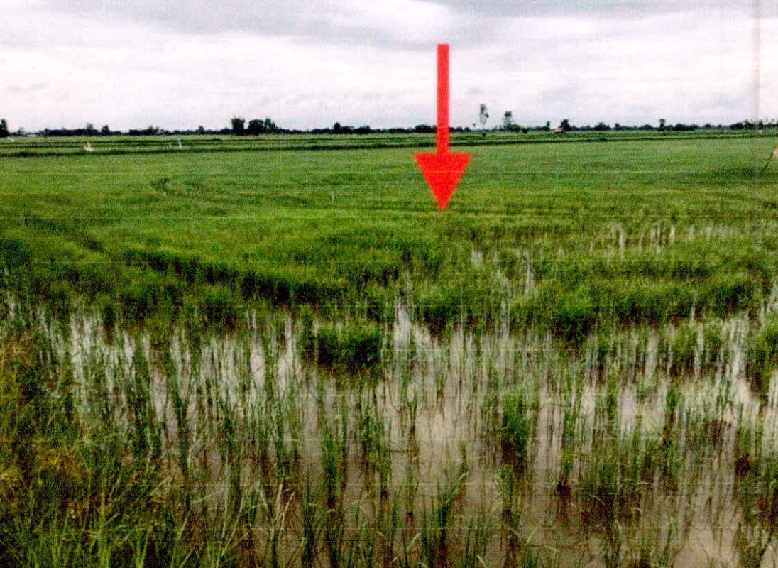 Residential land/lot Si Sa Ket Rasi Salai Wan Kham 369320