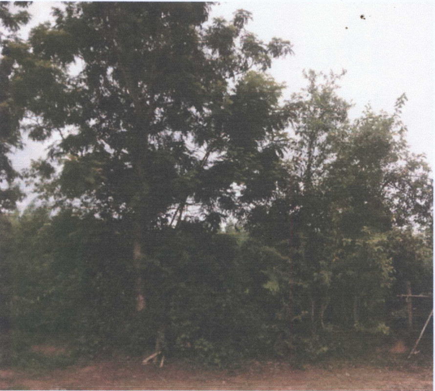 Residential land/lot Yasothon Kut Chum Non Pueai 39400