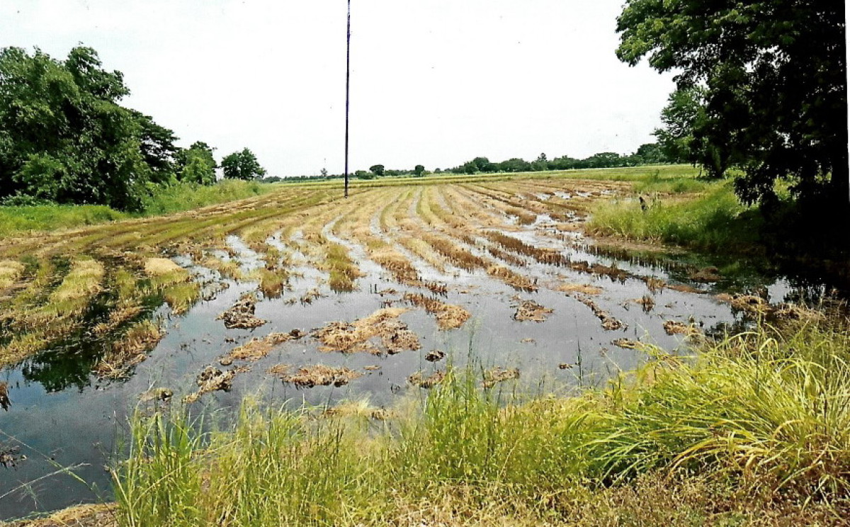 ที่ดินเปล่า อ่างทอง โพธิ์ทอง โคกพุทรา 1139200