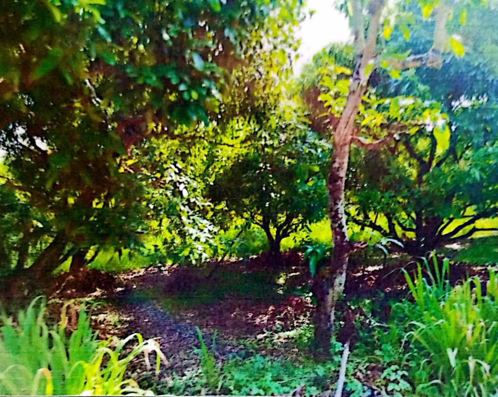 ที่ดินเปล่า ลำพูน ป่าซาง ท่าตุ้ม 54525