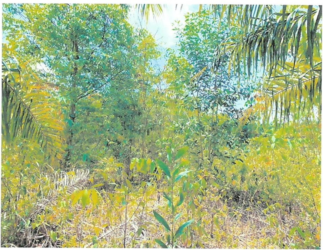 ที่ดินเปล่า นครศรีธรรมราช เฉลิมพระเกียรติ สวนหลวง 30050