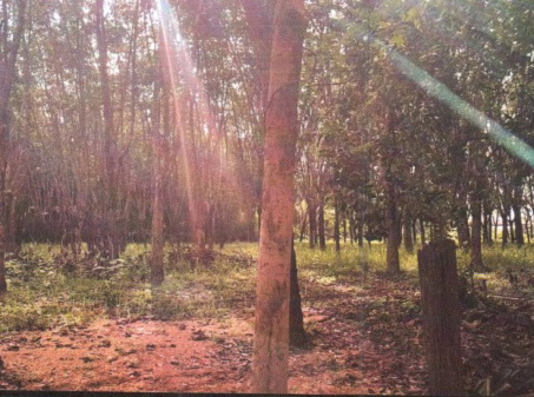 Residential land/lot Sakon Nakhon Song Dao Song Dao 1146600