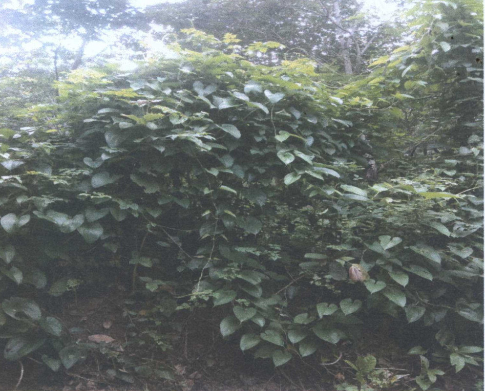 ที่ดินเปล่า ยโสธร ไทยเจริญ คำเตย 146720