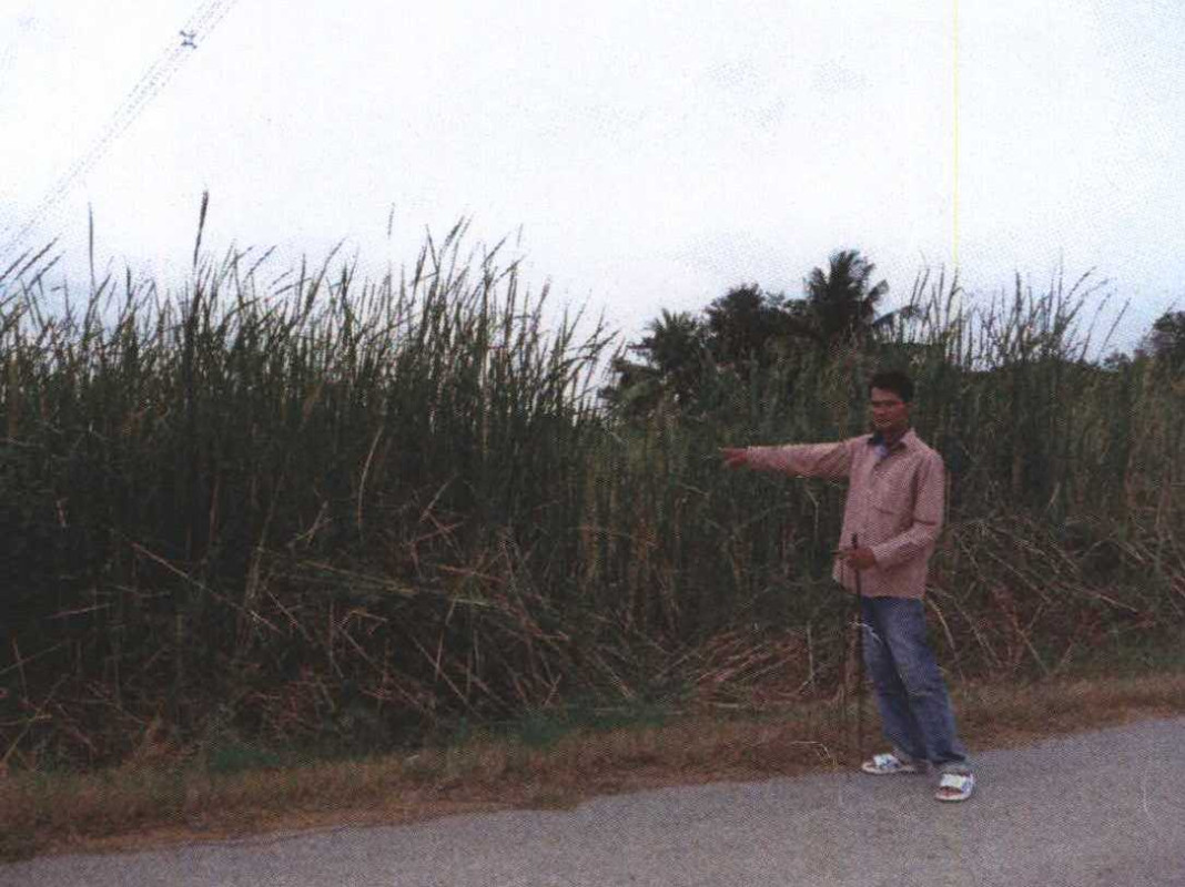 ที่ดินเปล่า ปทุมธานี ธัญบุรี ลำผักกูด 800000