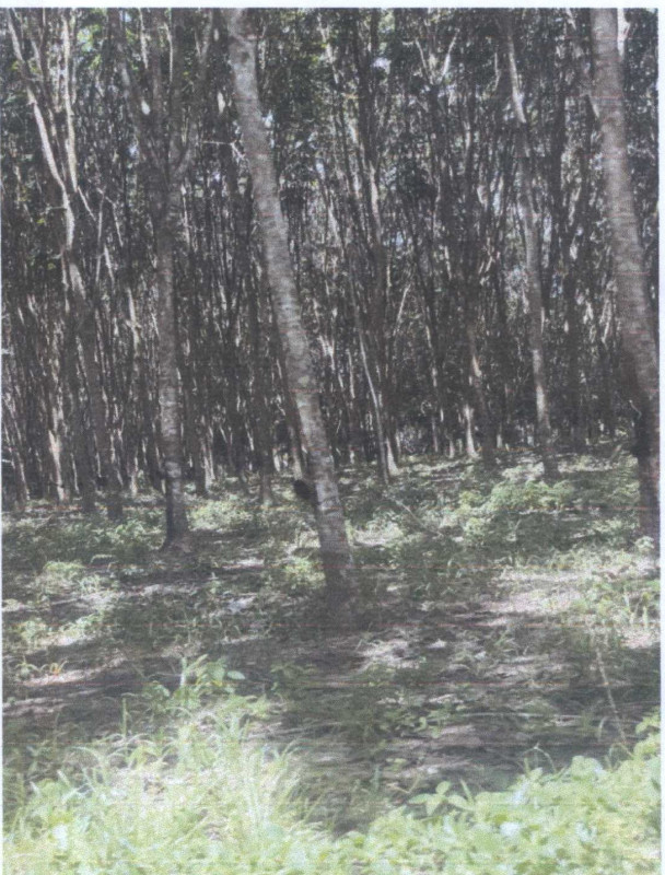 ที่ดินเปล่า สุพรรณบุรี อู่ทอง บ้านโข้ง 533040