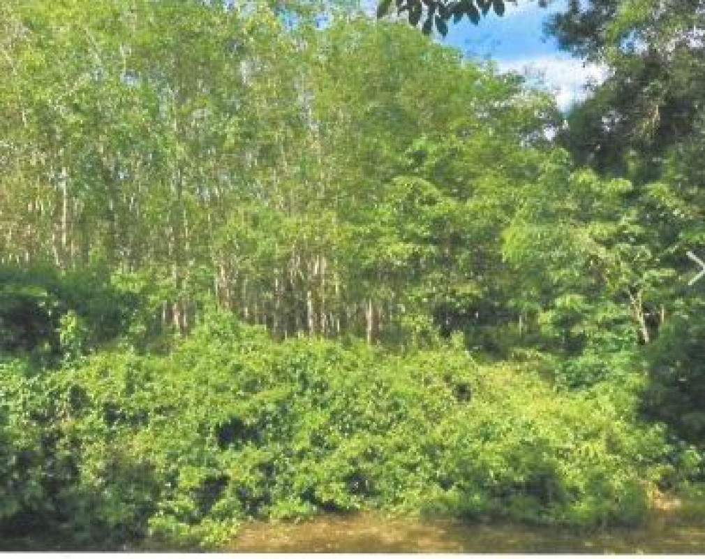 ที่ดินเปล่า สงขลา จะนะ คู 510870