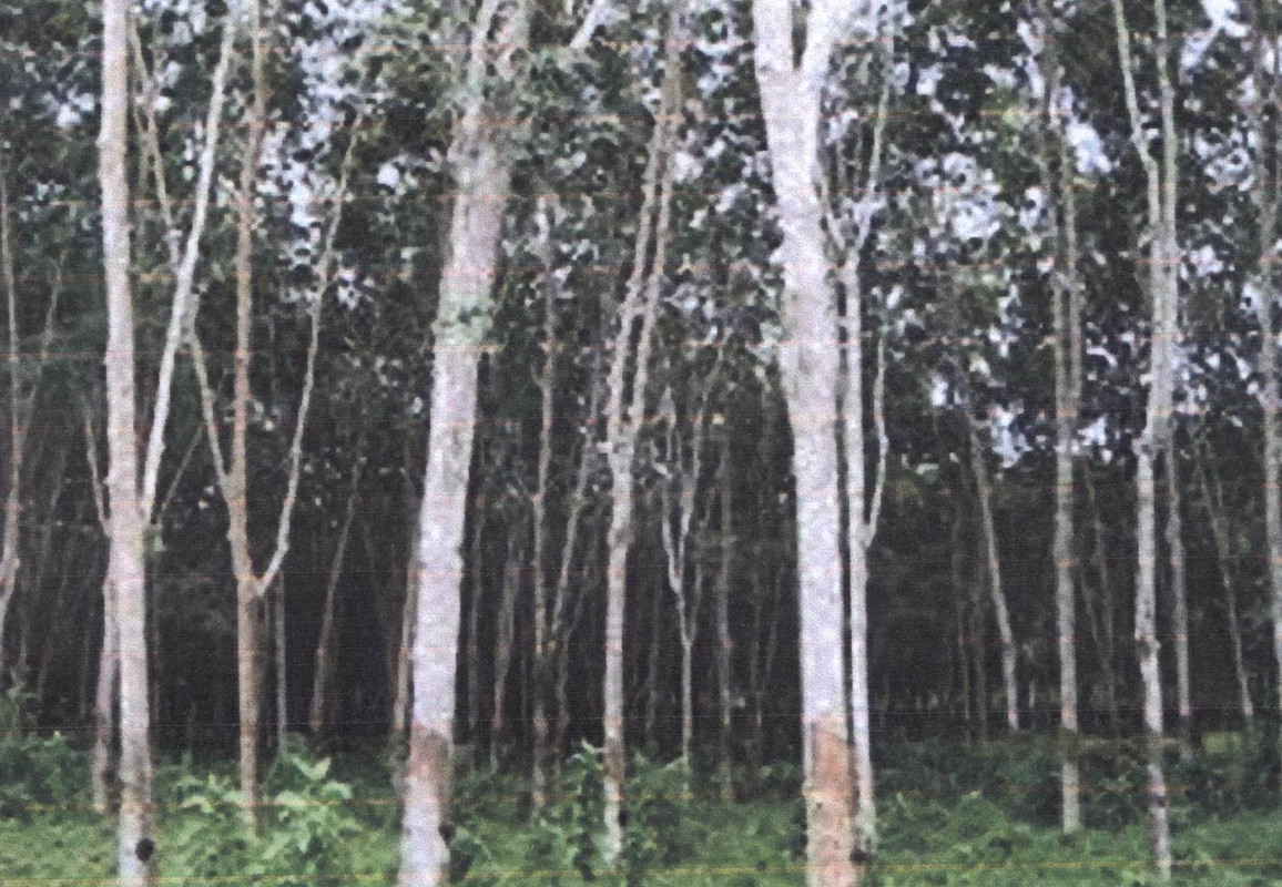 ที่ดินเปล่า สงขลา สะบ้าย้อย จะแหน 410700