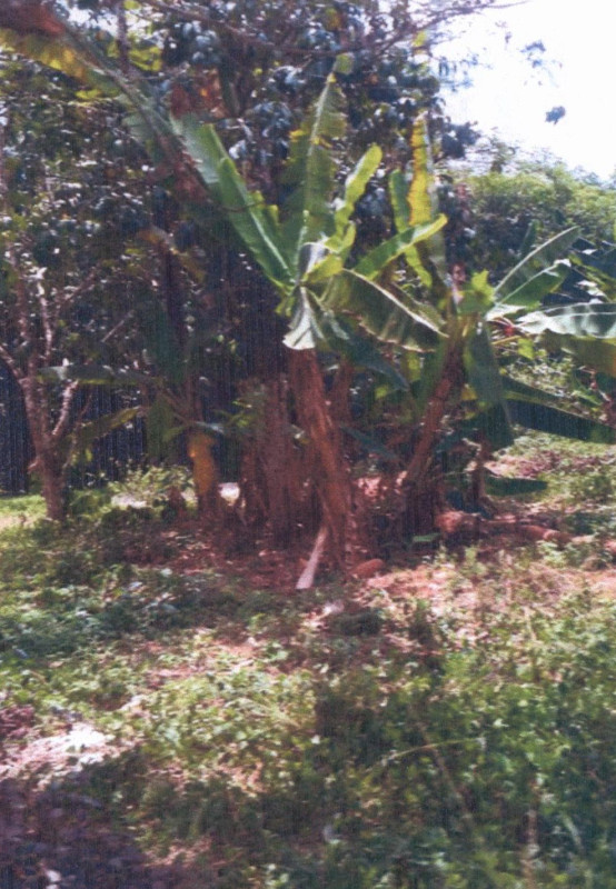 ที่ดินเปล่า สงขลา นาทวี ปลักหนู 189000