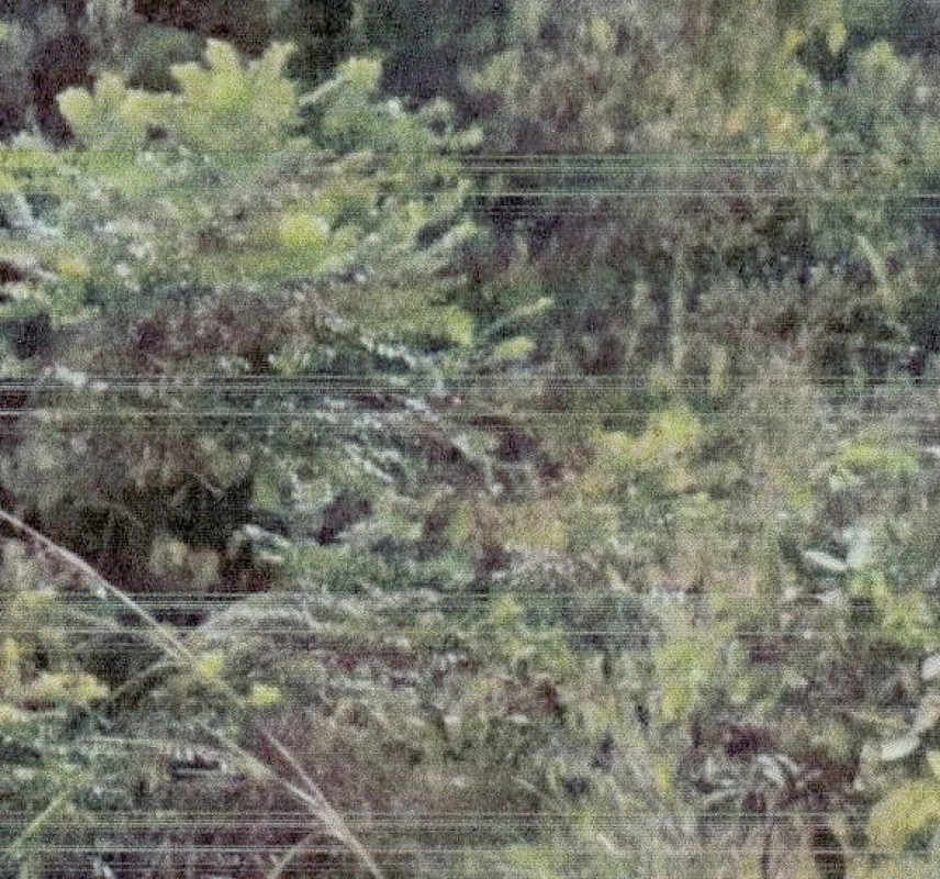 ที่ดินเปล่า ยะลา บันนังสตา บันนังสตา 22500