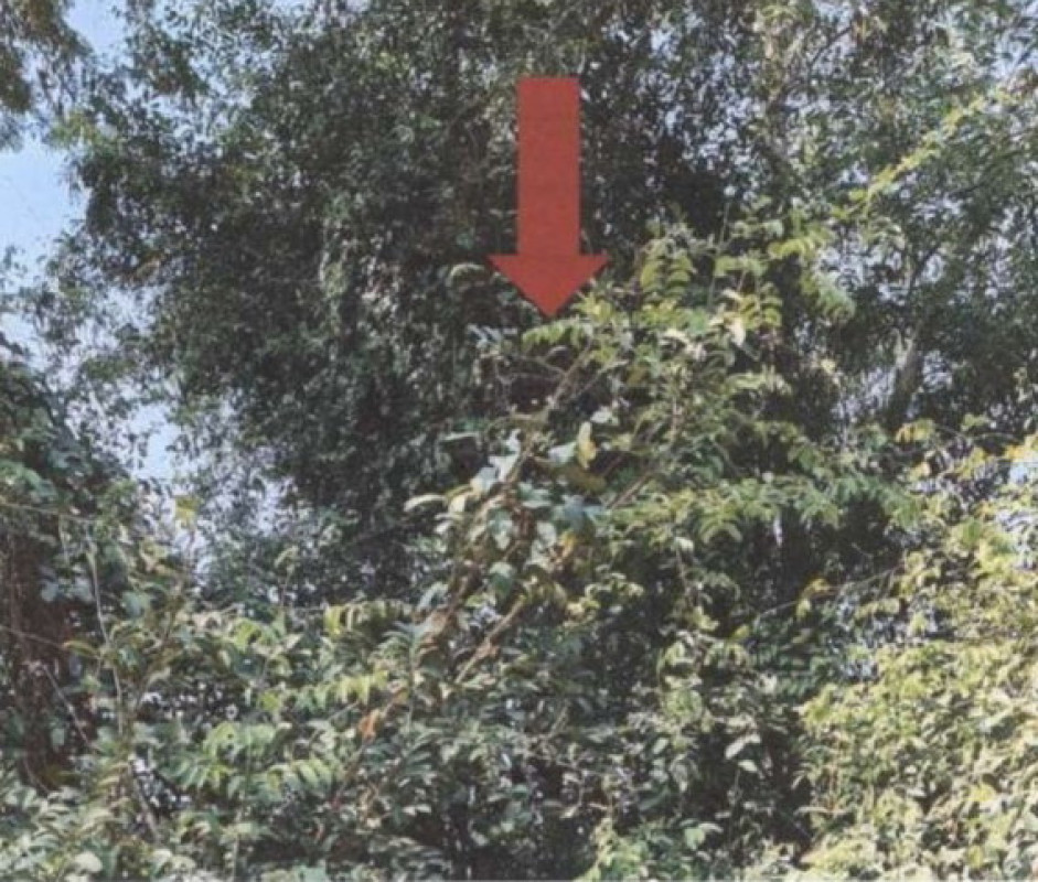 ที่ดินเปล่า บุรีรัมย์ นางรอง ชุมแสง 51870