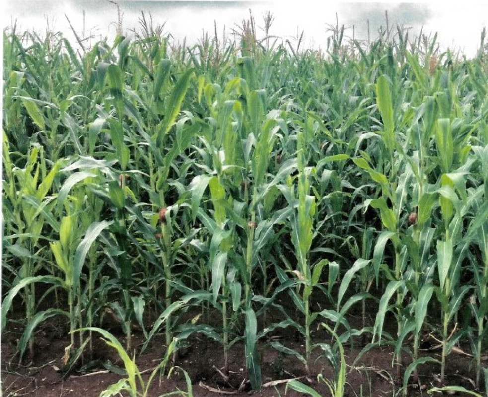 ที่ดินเปล่า เพชรบูรณ์ เมืองเพชรบูรณ์ ห้วยใหญ่ 168350