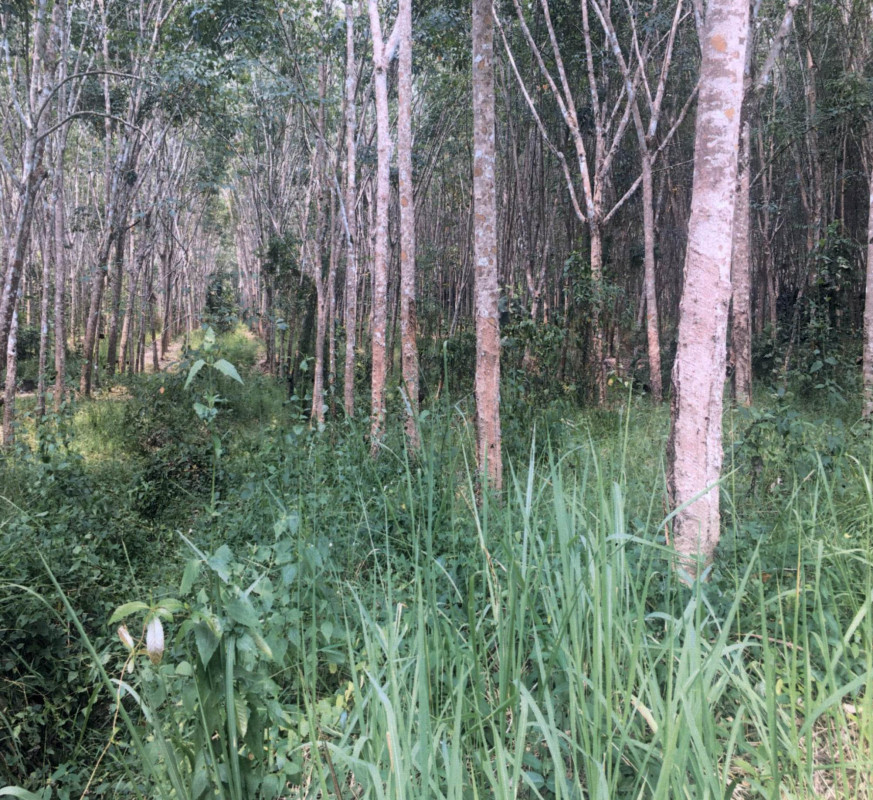 ที่ดินเปล่า สงขลา สะบ้าย้อย ทุ่งพอ 508050