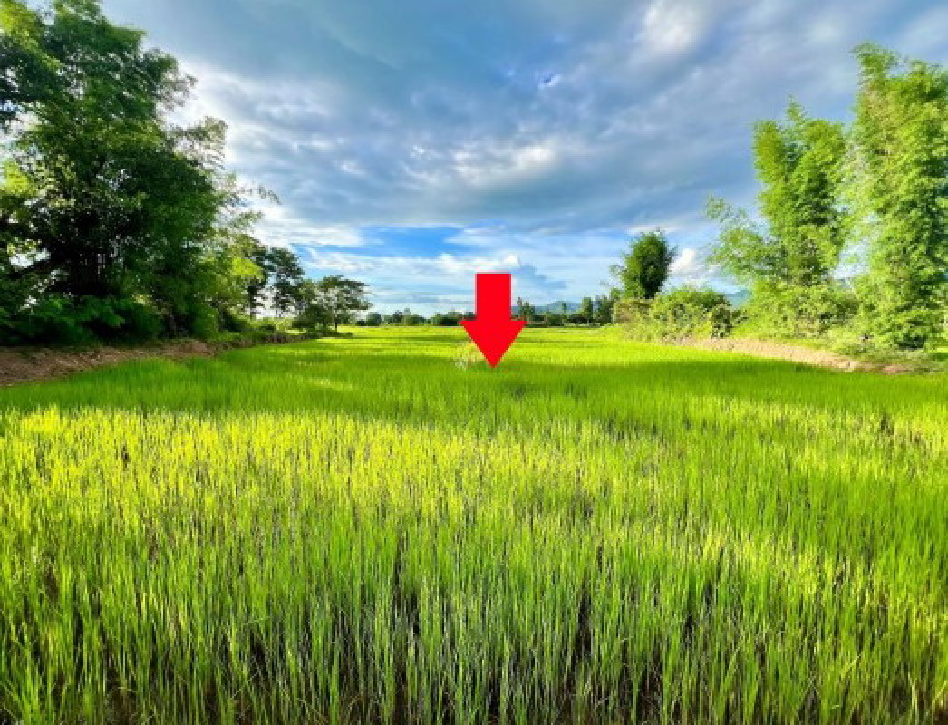 ที่ดินเปล่า พะเยา จุน พระธาตุขิงแกง 810250