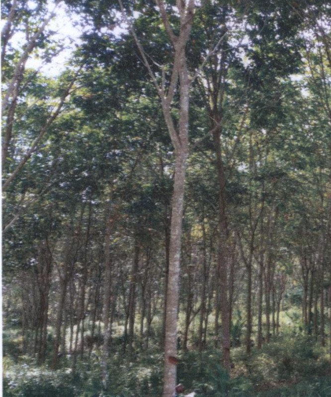 ที่ดินเปล่า สงขลา สะเดา สำนักแต้ว 563800