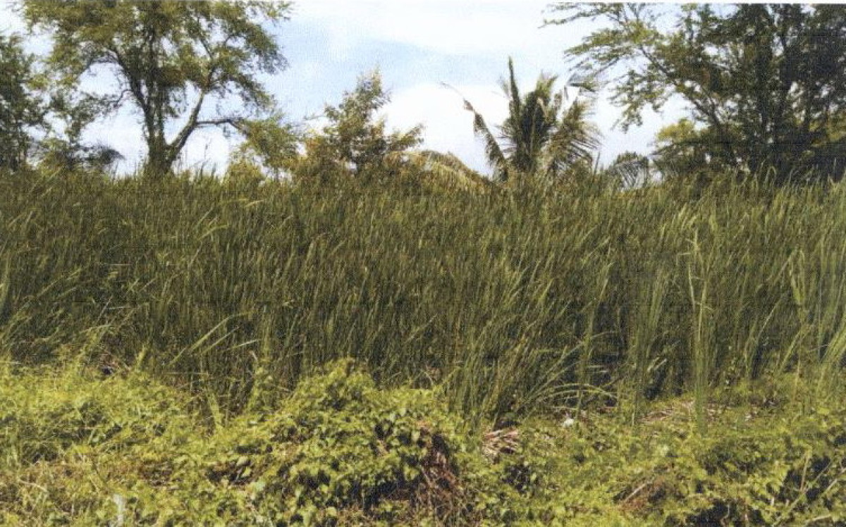 ที่ดินเปล่า กรุงเทพมหานคร บางขุนเทียน แสมดำ 580000